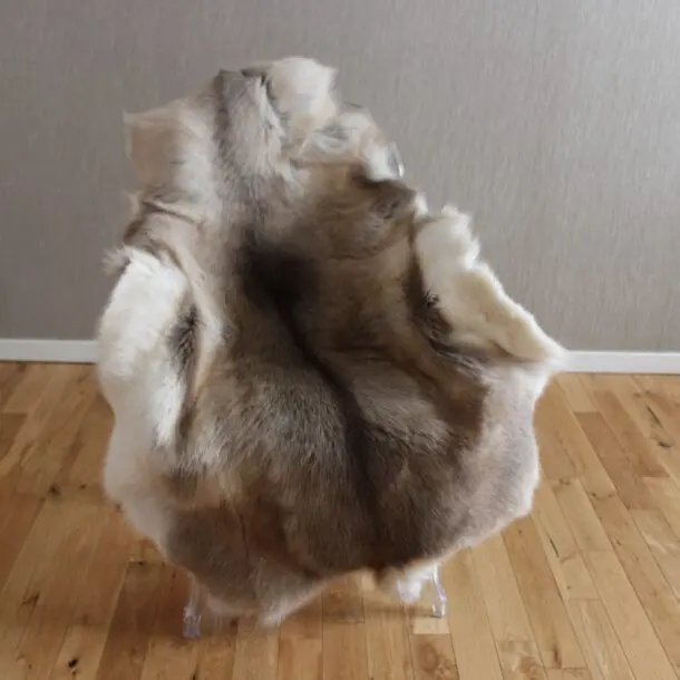 Siberian Reindeer Hide SR242