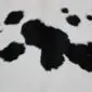 Close-up of a white calf skin rug featuring irregular black spots and a natural hair texture.