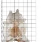 Natural shaped cowhide rug with mottled brown and white markings, shown on a measured grid background.
