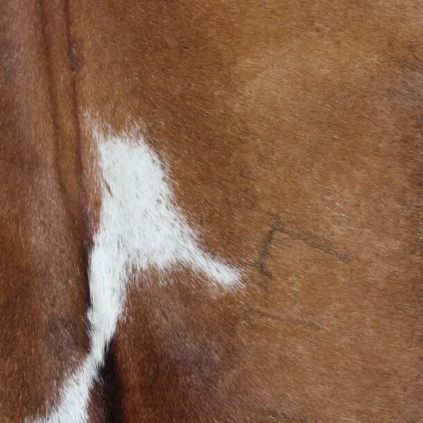 Cowhide Rug Brown and White C00940