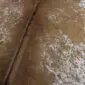 Close-up of a tan cowhide rug with white speckled patterns and a central spine line.