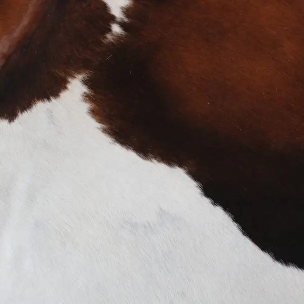 Cowhide Rug Exotic C00950