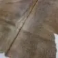 Close-up of a brown and white cowhide rug showing natural hair texture and a central spine line.