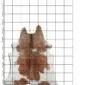 Natural cowhide rug with brown and white patches, displayed on a measuring grid.