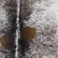 Close-up of a speckled cowhide rug featuring white, black and brown natural hair textures.