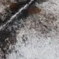 Close-up of a speckled cowhide rug featuring white, black, and brown natural hair textures.