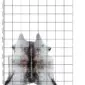 Natural cowhide rug with grey, white, and brown speckled patterns on a measured grid background.