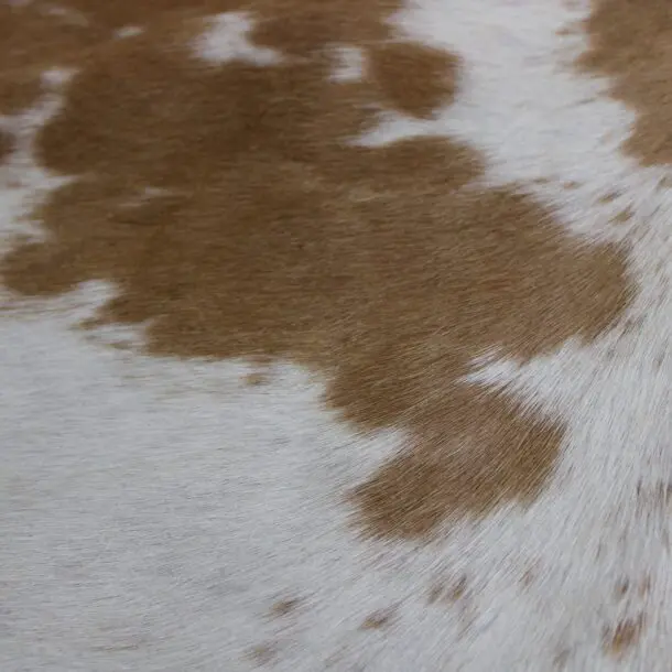 Cowhide Rug Brown and White C00963