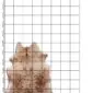 Natural cowhide rug with brown and tan speckled markings on a white background with a measurement grid.
