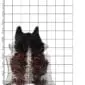 Natural cowhide rug with dark brown and black brindle markings on a white base, shown on a grid background.
