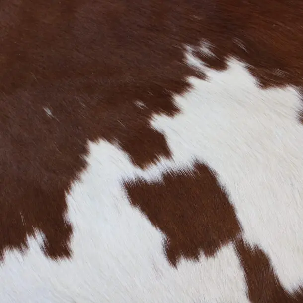 Cowhide Rug Brown and White C00979