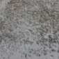 Close-up of a speckled cowhide rug with grey and brown natural hair textures.