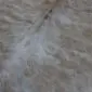 Close-up of a beige and grey exotic cowhide rug showing natural hair texture and speckled patterns.