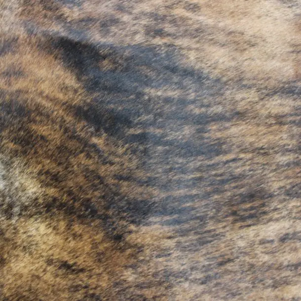 Cowhide Rug Exotic C00996