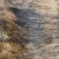 Close-up of a brindle cowhide rug featuring a textured pattern of black, brown, and tan hair.