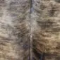Close-up of a brindle cowhide rug featuring a textured pattern of brown, tan, and black hair.
