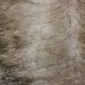 Cowhide Rug C00999 (1) Close-up of a beige and grey exotic cowhide rug showing natural hair texture and speckled colour patterns.