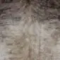 Cowhide Rug C00999 (2) Close-up of a beige and grey exotic cowhide rug showing natural hair texture and brindled patterns.