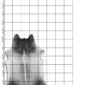 Natural shaped cowhide rug with grey and white mottled patterns, shown on a measuring grid.