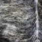 Close-up of a cowhide rug with mottled beige, grey, and black brindle patterns and textured hair.