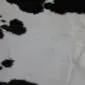 Close-up of a black and white cowhide rug showing natural hair texture and organic spotted patterns.
