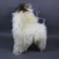 ICL-CurlyMix-lrg-13 (1) Natural white curly Icelandic sheepskin rug with dark brown spots laid flat.