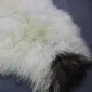 ICL-CurlyMix-lrg-13 (5) Close-up of a curly Icelandic sheepskin rug with cream wool and a dark brown spotted patch.