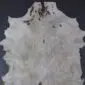 Natural white goatskin rug with small brown spots and irregular edges.