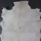 Natural white goatskin rug with a grey dorsal stripe and irregular edges.