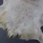 Goatskin Rug G1004 (1) Natural white and grey goatskin rug with long, textured fur and irregular edges.