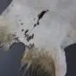 Natural goatskin rug with white fur, tan edges and dark brown spots.