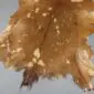 Goatskin Rug G1013 (1) Natural goatskin rug with tan and brown fur featuring small white spots and an irregular shape.