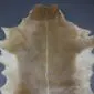 Natural goatskin rug with tan and cream fur, featuring a dark brown dorsal stripe and irregular edges.