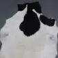 Goatskin Rug G1024 (7) Natural goatskin rug featuring a white hide with large, irregular black patches.