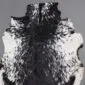 Natural goatskin rug with a central black stripe and speckled white and black fur edges.