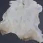 Natural white goatskin rug with light brown markings and an irregular organic shape.