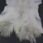 Goatskin Rug G1070 (1) Natural white goatskin rug with long, textured fur and irregular edges .