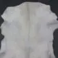 Goatskin Rug G1070 (3) Natural white goatskin rug with grey and tan markings and a central dorsal stripe.