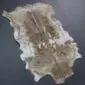 Goatskin Rug G1073 (4) Natural goatskin rug with mottled brown and cream fur in an irregular hide shape.