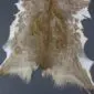 Goatskin Rug G1075 (1) Natural goatskin rug with mottled brown, tan, and white fur in a traditional hide shape.
