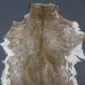 Goatskin Rug G1075 (3) Natural goatskin rug with mottled brown and white fur, featuring a dark dorsal stripe and irregular edges.