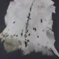 Goatskin Rug G1076 (1) Natural white goatskin rug with a dark brown dorsal stripe and small black spots.