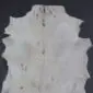 Goatskin Rug G1081 (3) Natural white goatskin rug with grey and brown markings and an irregular shape.