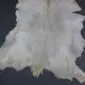 Goatskin Rug G1091 (1) Natural goatskin rug featuring light grey and cream fur with an irregular organic shape.