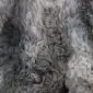 Close-up of a rare breed sheepskin rug with thick, curly wool in mottled shades of grey, cream and charcoal.