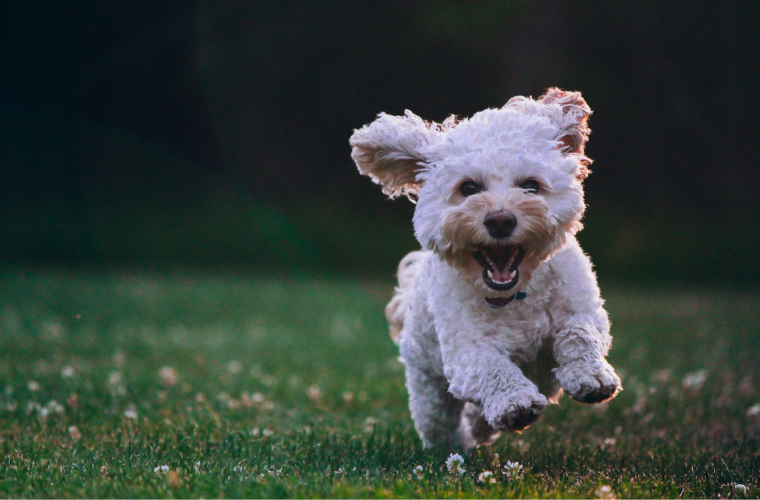 Are Hide Rugs Good for Homes with Pets?