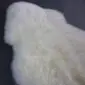 IMG_3423 Close-up of a thick, ivory white sheepskin rug with a natural wavy texture .