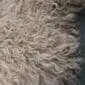 IMG_3531 Close-up of a camel-coloured Mongolian lambskin rug featuring long, curly and textured wool fibres.