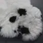 Icelandic Sheepskin Rug IMX134 (1) Natural white shorn Icelandic sheepskin rug with distinct black spots and a thick, curly wool texture.