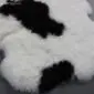 Shorn Icelandic sheepskin rug with natural white wool and large black patches.